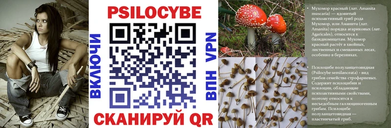 Псилоцибиновые грибы Psilocybine cubensis  Ялта 
